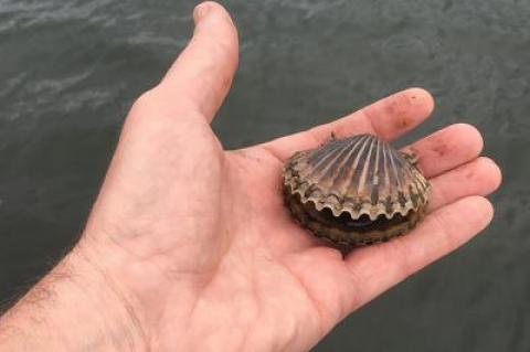 Scallops that were too small for harvesting last season are getting ready to spawn in our local waters.