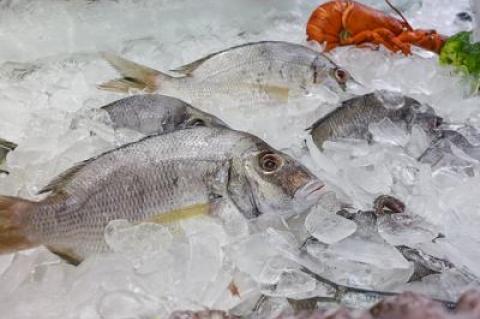 Porgies are easy to catch, plentiful, and inexpensive, to boot. Stores like Citarella and the Seafood Shop in Wainscott, above, sell the fish for around $6 a pound.