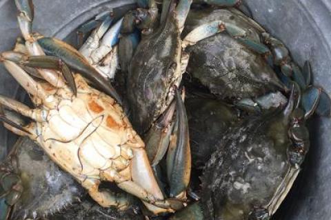 Jumbo blue-claw crabs have made an early-season appearance this season.