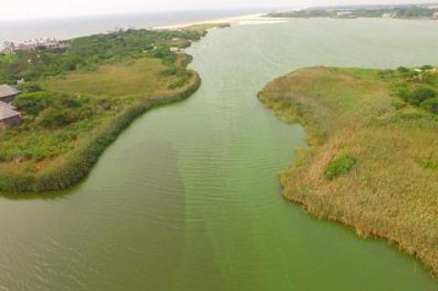 The blue-green organisms that cause the slicks on the local coastal ponds like Lake Agawam, Mill Pond, and Georgica Pond, to name a few of the worst blighted, are among the oldest organisms known to man.