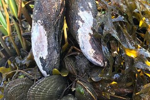 Whether baking exposed on the edge of a marsh bank during a weeklong summer heat wave or clammed up during an extended deep-winter freeze, bank mussels are just about impervious to all Mother Nature can throw at them.