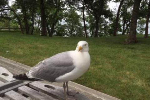 Martin the seagull