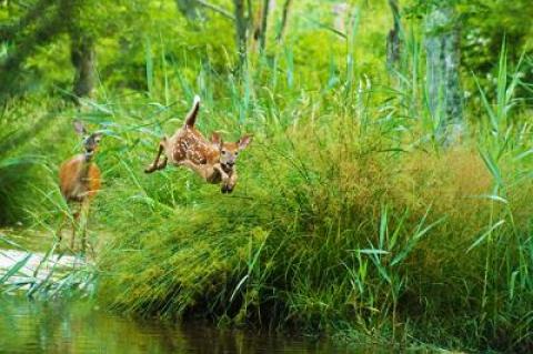 Deer at the Nature Trail in East Hampton Village. While they are ubiquitous on the South Fork, there is much we do not know about these complex creatures.