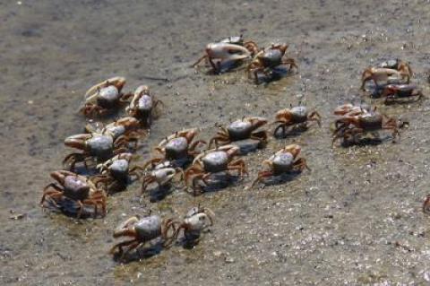 Fiddler crabs are up and at 'em as soon as the tide begins to ebb.