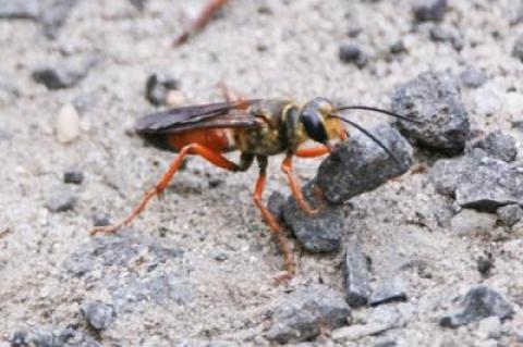 A large cicada-killer wasp at work in Sag Harbor