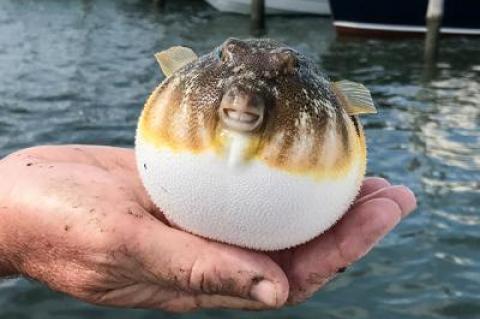 Say cheese! Bottlefish — a.k.a. blowfish, blow toads, northern puffer, sea squab, puffers, and chicken of the sea — are being caught in great numbers in local waters.