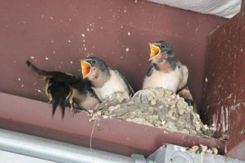 One example of our local novel ecosystem are these barn swallows nesting on an I-beam in the ceiling of Joe’s Garage in North Sea — out of place, but perfectly at home.