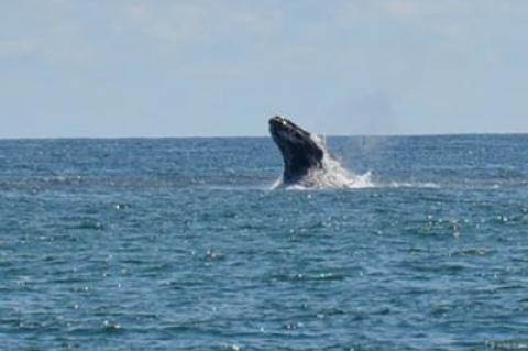 Off Wiborg’s Beach in East Hampton on Friday, beachgoers saw a whale breach the ocean waters, one of many such sightings over the past week.