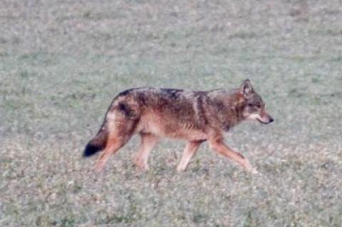 Is this coyote spotted a few years back in the fields north of Bridgehampton the same one seen less than a week ago in Southampton?