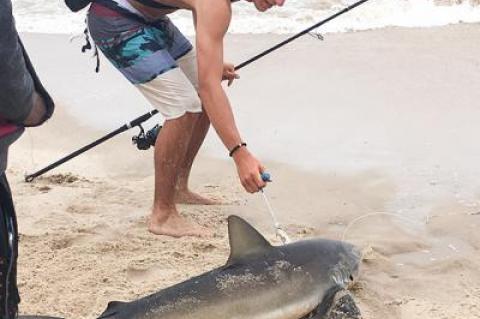 James Stanis caught and released this dusky shark on 60-pound leader while fishing from the beach in East Hampton Village on Aug. 12. He lost another five, saw a thresher shark, and spotted a mako as large as 300 pounds “jump clean out of the water.”