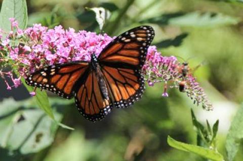 Monarch butterflies, which migrate along the Atlantic Coast in their greatest numbers starting in September, have been less numerous in recent years, but local observers have reported an uptick in sightings so far this year.