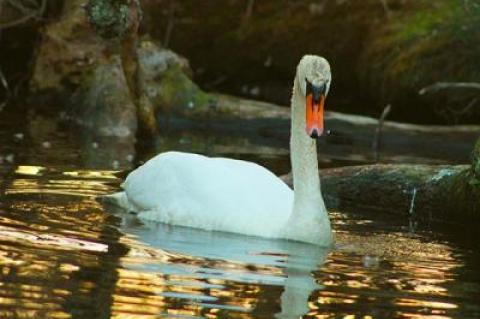 New York State, which had floated a proposal to eradicate the mute swan statewide a few years back, has a new plan to control the swan population in the downstate area through nonlethal means.