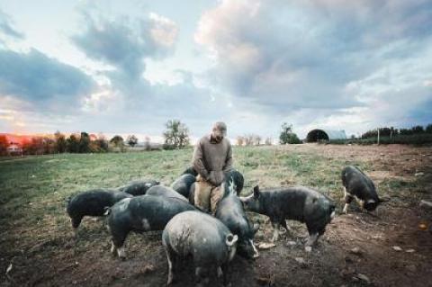 “The Last Pig” by Allison Argo is one of the Compassion, Justice, and Animal Rights selections for this year’s Hamptons International Film Festival.