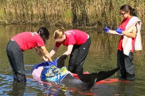 Members of the Riverhead Foundation for Marine Research and Preservation tried to rescue a bottlenose dolphin from Three Mile Harbor on Oct. 3, but it proved too sick to help.