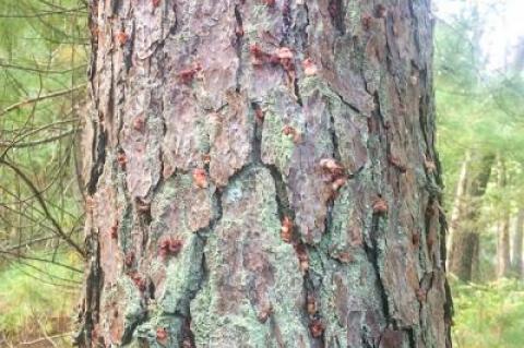 The southern pine beetle, which burrows under pine tree bark and creates these clumps of resin on tree trunks shown here, has killed about six acres of pines in East Hampton’s Northwest woods.