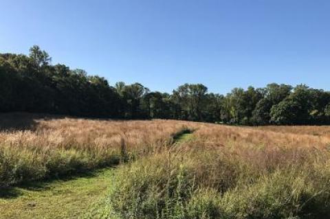 The Greentree Foundation has used controlled burns and other methods to restore grasslands on the former Whitney Estate in Manhasset.