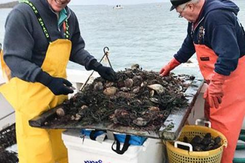 Robert Cugini of Seattle and Ray Sperling of Sag Harbor helped sort through scallops on Monday morning.