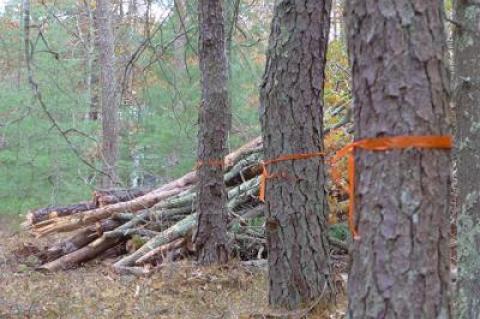 Heaps of felled pines and other trees remained on a Northwest Woods homeowner's property this week. Town officials paid for the tree cutting to control destructive beetles, but said they could not also pay for the cost of removing the logs and debris.