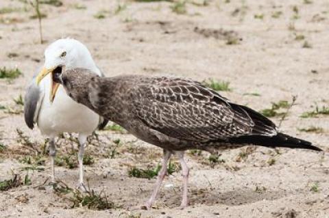 An adult herring gull fed a fish to an immature great black-backed gull. There are a number of species of gulls on the South Fork, each with slightly different markings and habits.