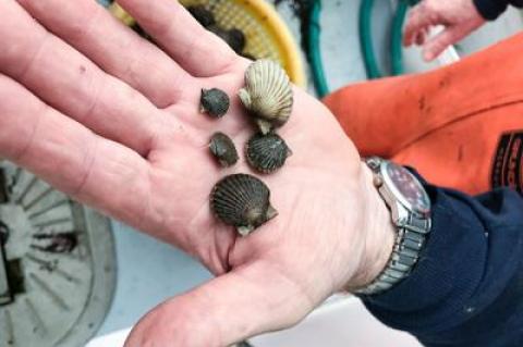 Immature bay scallops seem to be in short supply, which may portend a poor harvest next year.