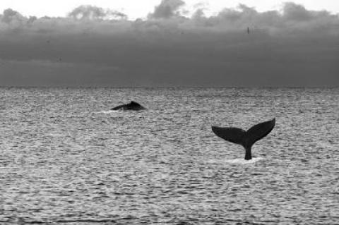 Last summer and into the fall, whales and dolphins could often be seen from the ocean beaches here.