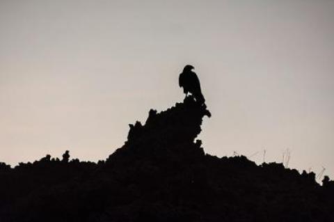 The female Galapagos hawk is polyandrous; she keeps more than one male on more than one nest at the same time.