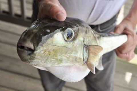 As ocean waters warm, warmer water fish species make their way farther and farther north. Above, a smooth puffer, typically found closer to Bermuda, was caught in the north rips of Montauk Point in the summer of 2016.