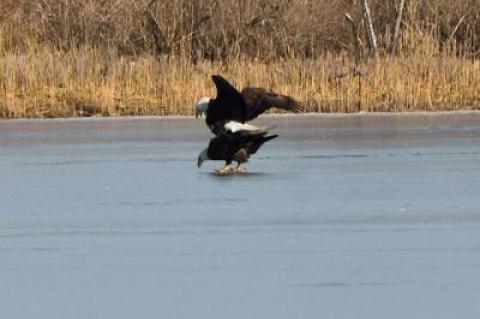 Bald eagles were spotted mating on Kellis Pond in Bridgehampton recently.