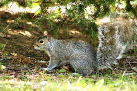 Gray squirrels nest in bundle-like stick-and-leaf dreys, built high in the trees. During a recent drive, hundreds of dreys were observed along the roadsides from Noyac to Amagansett.