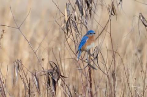 The eastern bluebird has been making a comeback on the East End since the late 1980s, and their appearance this month is another sign of the coming of spring.