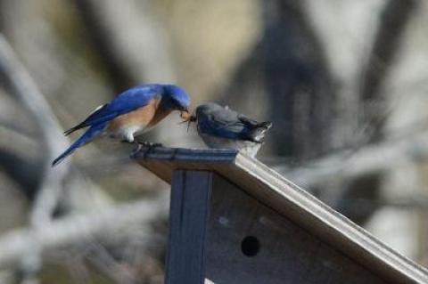 In the 13 consecutive years beginning in 2005, census takers in East Hampton Town and on North Haven have counted 896 bluebird fledges.