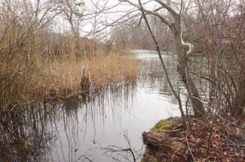 A study using DNA-based microbial source tracking indicates that dogs and birds are responsible for most of the fecal bacteria entering Georgica Pond.