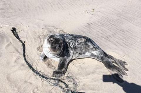 “He is lucky that he was found when he was,” Charles Bowman of the Riverhead Foundation for Marine Research and Preservation said of this seal, which had been entangled in gill netting.