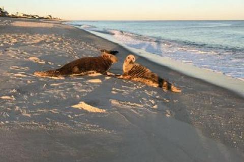 Harbor seals basked on an ocean beach last week. In the oceans, seals are both predator and prey.