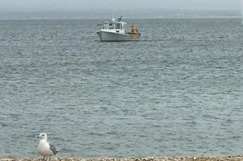 A boat on Noyac Bay took advantage of the last day of the local scallop season on Saturday.