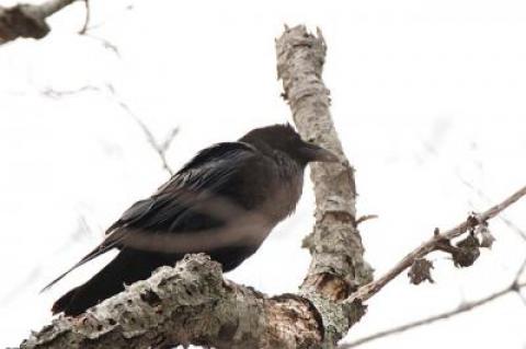 Ravens, like this one photographed at Havens Beach in Sag Harbor, were once considered threatened in New York State but have come back strong.