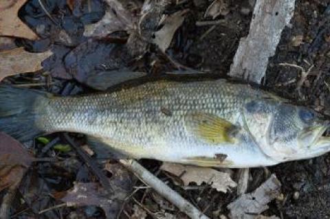 A dead yellow perch by Ligonee Creek in Sag Harbor was found not far from two dead eels.