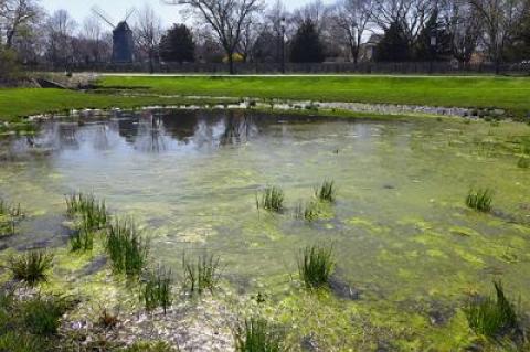 Water samples taken behind the Methodist Church are among three in East Hampton Village with significant levels of the enterococcus bacteria, according to Concerned Citizens of Montauk and the Surfrider Blue Water Task Force.