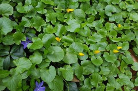 Lesser celandine, or buttercups, bloom in early spring as a rule.  	Larry Penny