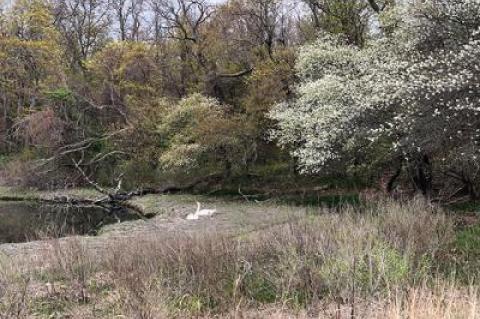 All of a sudden, trees have burst into bloom!