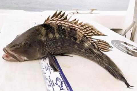 Harsh restrictions on black sea bass continue to frustrate New York anglers.