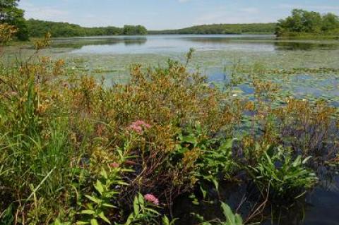 Pink-blooming swamp milkweeds can be seen in the foreground of this pastoral shot of the south end of Long Pond.