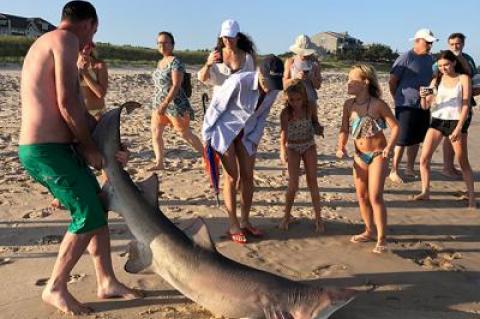 Thinking the shark he swam into at Gibson Beach in Sagaponack was dead, Jameson Ellis pulled it to shore, but finding it alive, he towed the struggling creature back into the water.