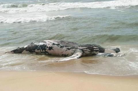 A dead humpback whale measuring between 30 and 35 feet washed up on the ocean beach near the Hermitage at Napeague last Thursday.