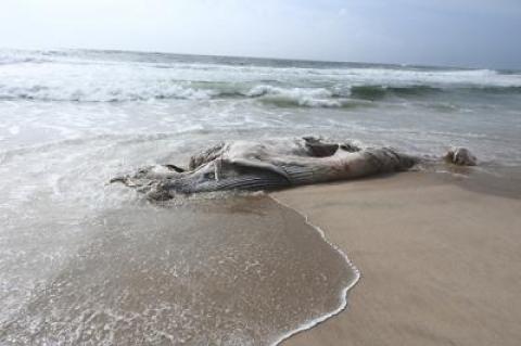 A decomposed whale that washed up on an East Hampton Village beach yesterday was probably dead for more than a week, according to Robert A. DiGiovanni Jr., the executive director and chief scientist at the Atlantic Marine Conservation Society.