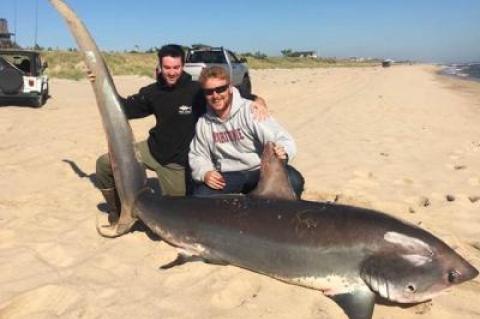 Joe McDonald, left, and Phillip Schnell caught a 469-pound thresher shark from the ocean beach in Montauk. “It was a surreal experience,” McDonald said.