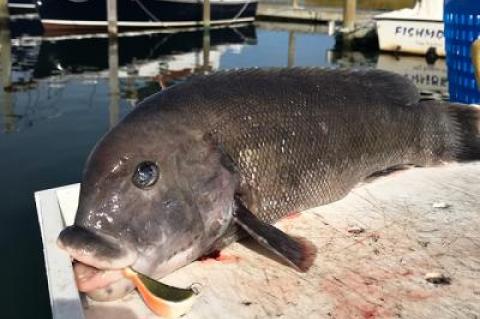 A blackfish jig with a green crab proved the right tool for the job.