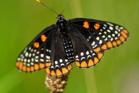 The Baltimore checkerspot butterfly has been found breeding in restored grasslands at Caumsett State Park.