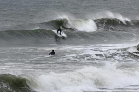 Winter surfing has grown in popularity on eastern Long Island at the same time as seals' numbers have skyrocketed. Seals are a favored prey of great white sharks.