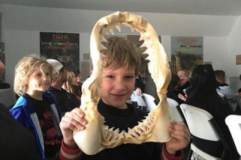 Rupert Angelin, 7, of Amagansett held the jaws of an eight-foot-long great white shark that was found dead on Cooper’s Beach in Southampton and recovered for scientific study.